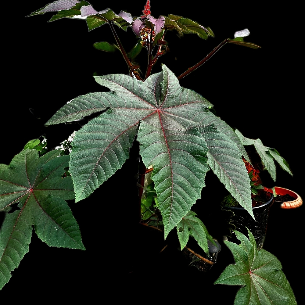 Large Green Star-Shaped Castor Plant Seeds